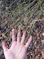 Ephedra trifurca