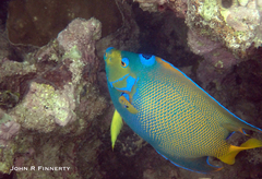 Holacanthus ciliaris