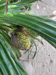 Pandanaceae