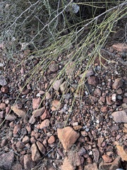 Ephedra trifurca