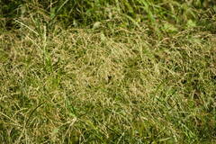 Eragrostis pectinacea
