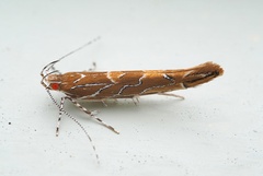 Pyroderces apparitella