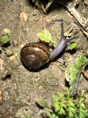 Helminthoglypta tudiculata