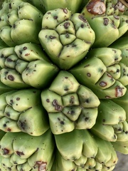 Pandanaceae