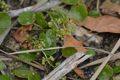 Hydrocotyle tribotrys