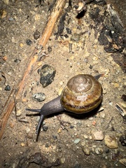Helminthoglypta tudiculata
