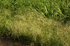 Eragrostis pectinacea