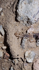 Paravaejovis spinigerus