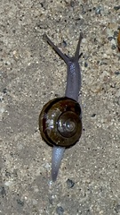 Helminthoglypta tudiculata