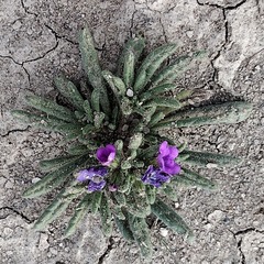 Nama hispida spathulata