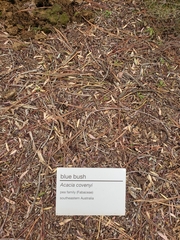 Acacia covenyi