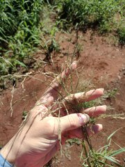Eragrostis pectinacea
