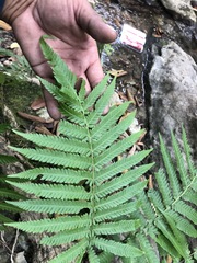 Sphaeropteris lepifera