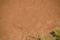 Eragrostis tenuifolia