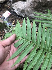 Sphaeropteris lepifera