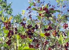 Psidium cattleyanum