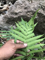 Sphaeropteris lepifera