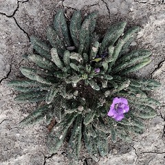 Nama hispida spathulata