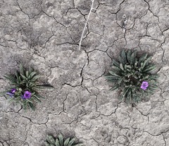 Nama hispida spathulata