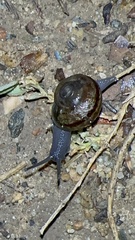 Helminthoglypta tudiculata