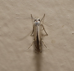 Thiotricha atractodes