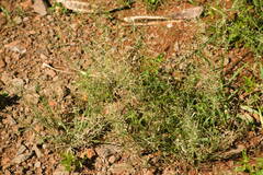Eragrostis barrelieri