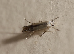 Thiotricha atractodes