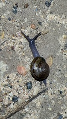 Helminthoglypta tudiculata