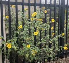 Helianthus annuus