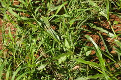 Urochloa plantaginea