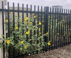 Helianthus annuus