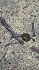 Helminthoglypta tudiculata