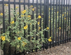 Helianthus annuus