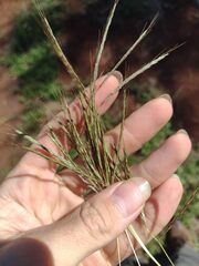 Bothriochloa pertusa