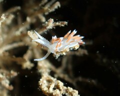 Coryphellina albomarginata