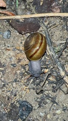 Helminthoglypta tudiculata