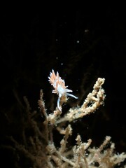 Coryphellina albomarginata