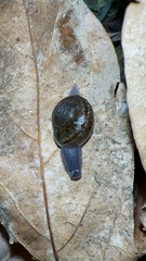 Helminthoglypta tudiculata