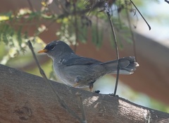 Xenospingus concolor