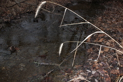 Elymus riparius