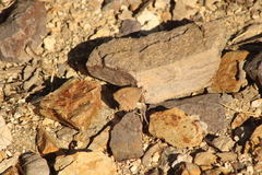 Pindis squamistriga