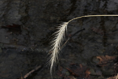 Elymus riparius