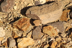Pindis squamistriga