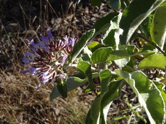 Critoniopsis