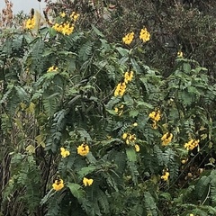 Senna didymobotrya