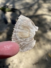 Pecten fumatus