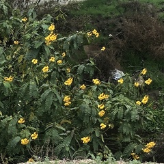 Senna didymobotrya