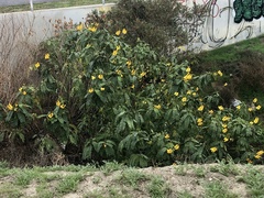 Senna didymobotrya