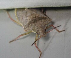 Euschistus variolarius