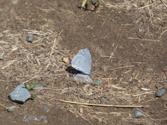 Celastrina neglecta